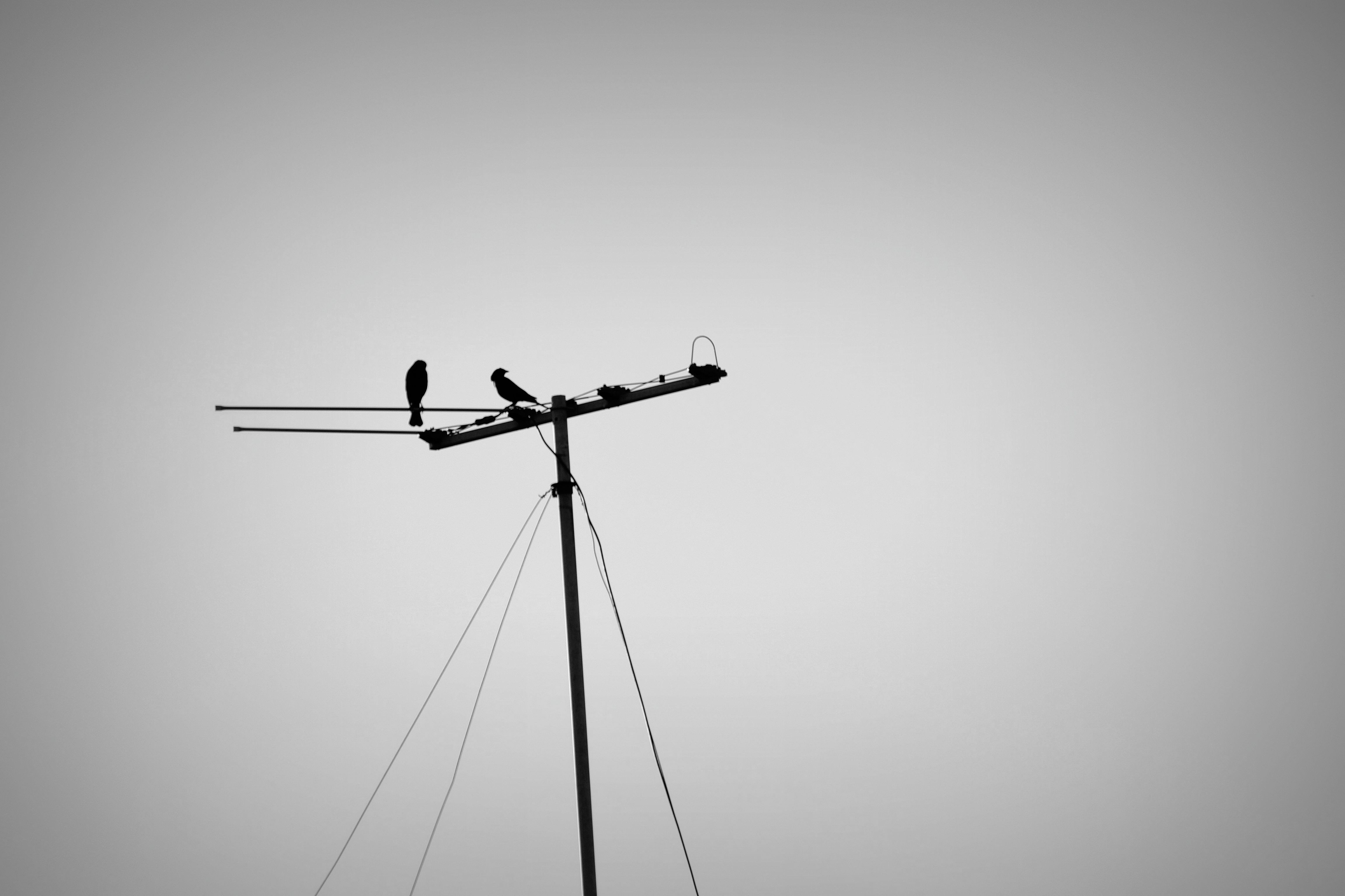Palomas posadas en antena